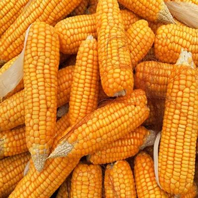 Maize (Corn) Maize (Corn) - Image 1