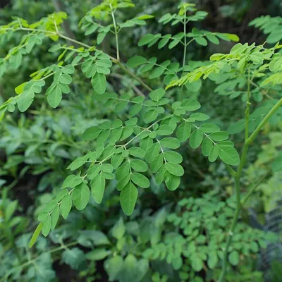 Moringa Trading Moringa Trading - Image 1